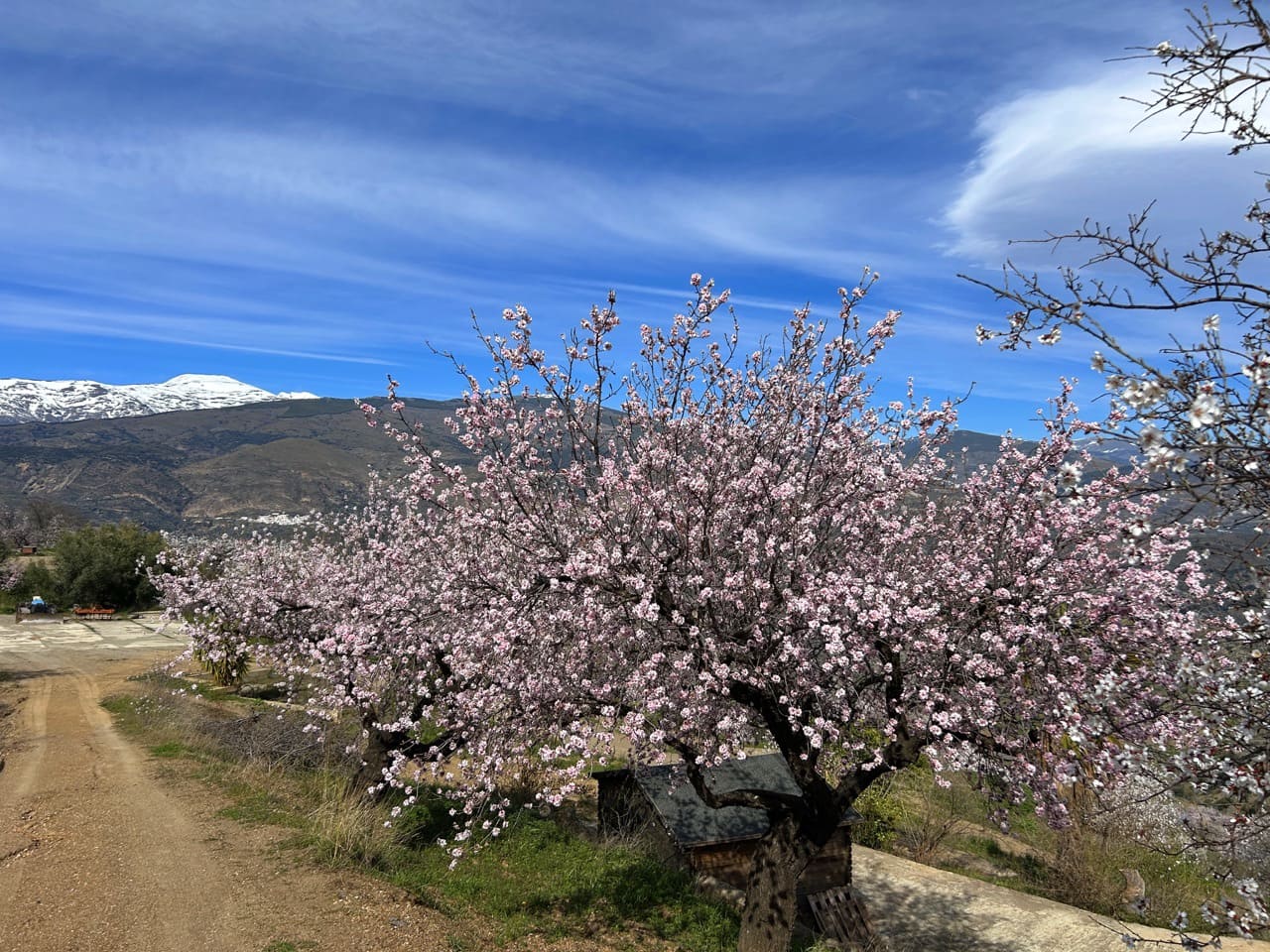 4 chambre Finca/Maison de Campagne à vendre à Lobras avec piscine garage - 790 000 € (Ref: 9628345)