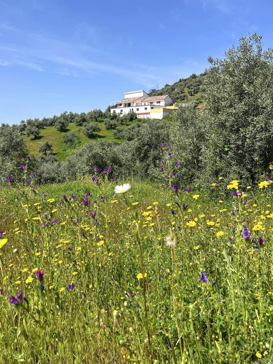 6 bedroom Finca/Country House for sale in Montoro with pool garage - € 325,000 (Ref: 9783475)