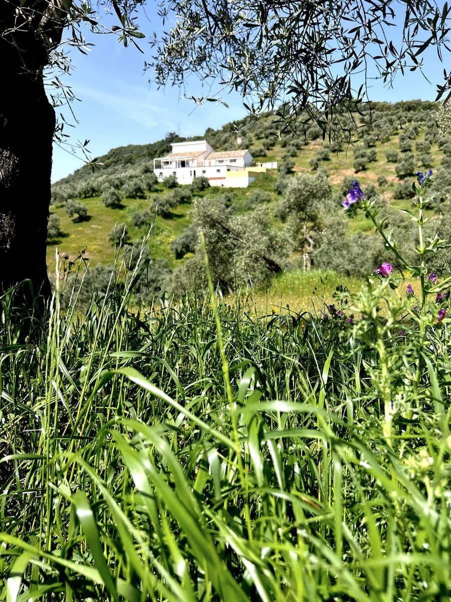 6 bedroom Finca/Country House for sale in Montoro with pool garage - € 325,000 (Ref: 9783475)