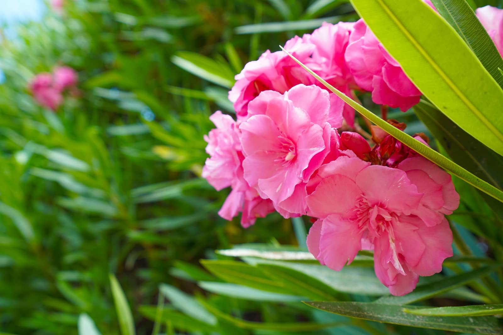 5 slaapkamer Villa te koop in Els Poblets met zwembad garage - € 765.000 (Ref: 8657527)