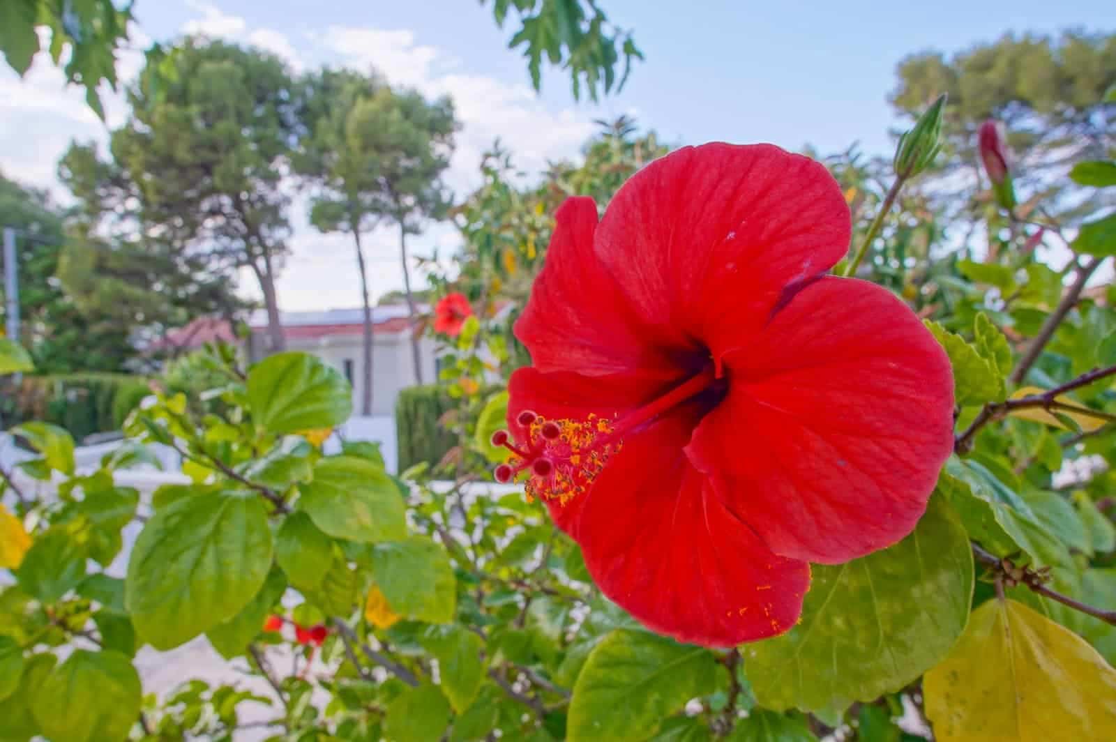 6 soverom Villa til salgs i Denia med svømmebasseng garasje - € 1 060 000 (Ref: 9761164)