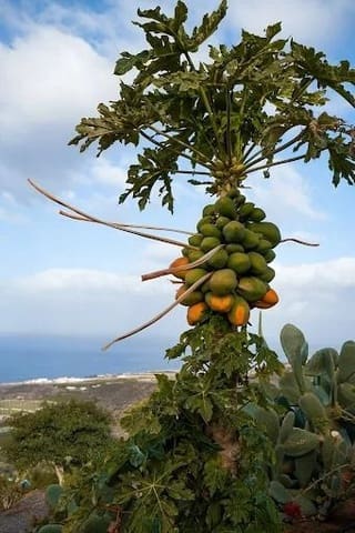 5 soveværelse Finca/Landehus til salg i Guía de Isora med swimmingpool - € 2.100.000 (Ref: 9389957)