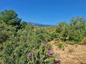 Grunde uden byggetilladelser til salg i Jayena - € 93.000 (Ref: 10005785)