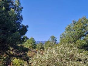 Grunde uden byggetilladelser til salg i Jayena - € 93.000 (Ref: 10005785)