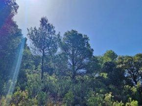 Grunde uden byggetilladelser til salg i Jayena - € 93.000 (Ref: 10005785)