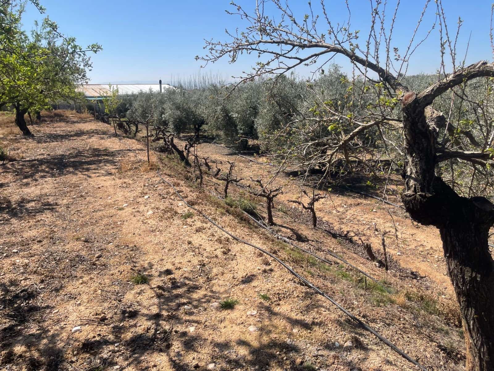 2 quarto Quinta/Casa Rural para venda em Albolote com piscina - 179 900 € (Ref: 10043199)