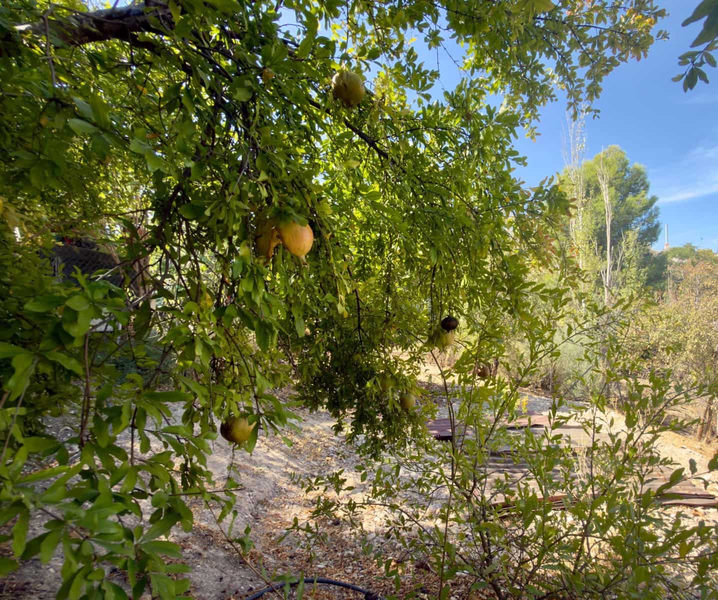 6 slaapkamer Finca/Landhuis te koop in Moraleda de Zafayona met zwembad garage - € 450.000 (Ref: 10120135)