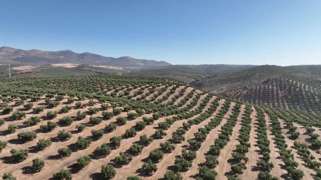 Undeveloped Land for sale in Albolote - € 1,225,000 (Ref: 8625116)