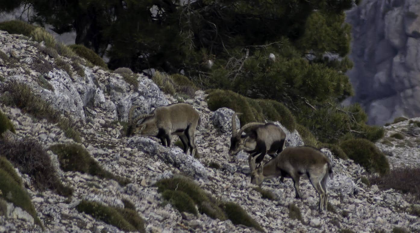 10 soveværelse Villa til salg i Castril med swimmingpool garage - € 8.500.000 (Ref: 8895019)