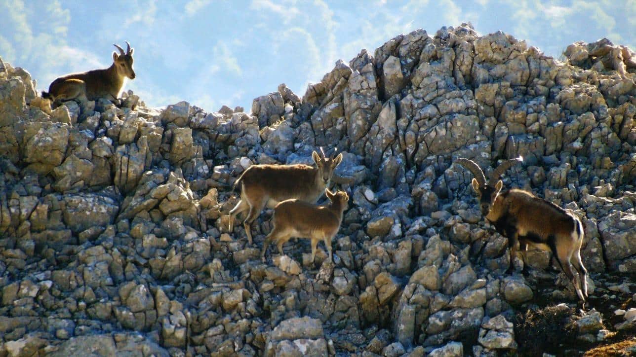 10 soveværelse Villa til salg i Castril med swimmingpool garage - € 8.500.000 (Ref: 8895019)