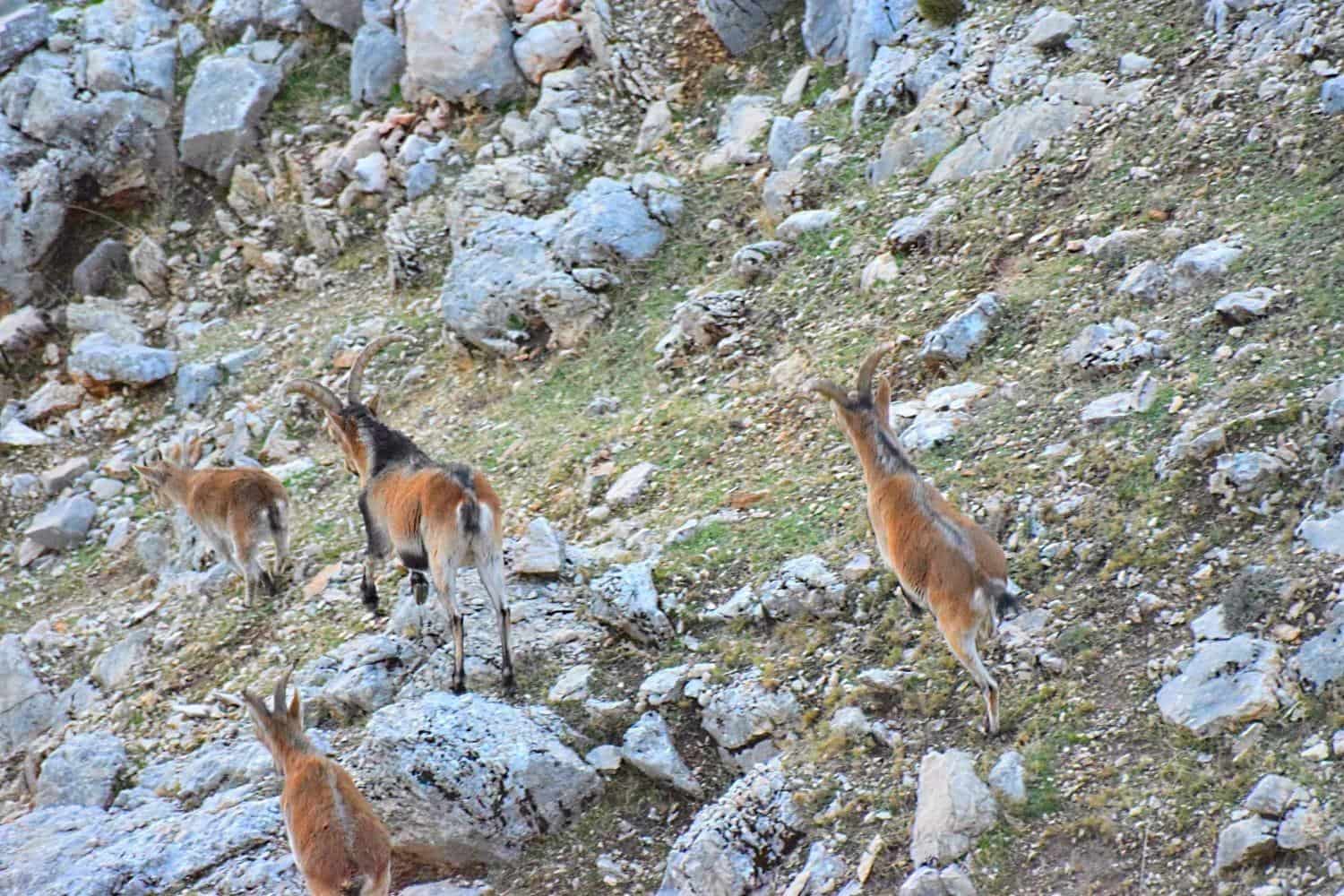 10 soveværelse Villa til salg i Castril med swimmingpool garage - € 8.500.000 (Ref: 8895019)