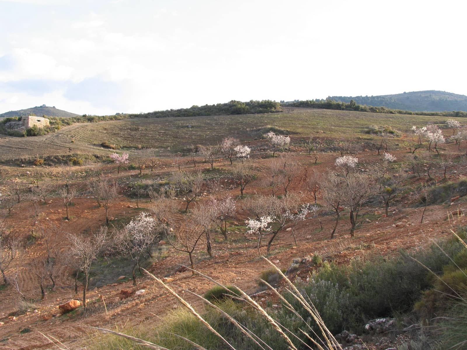 Rakentamaton maa myytävänä paikassa Albunuelas - 105 000 € (Ref: 8943889)