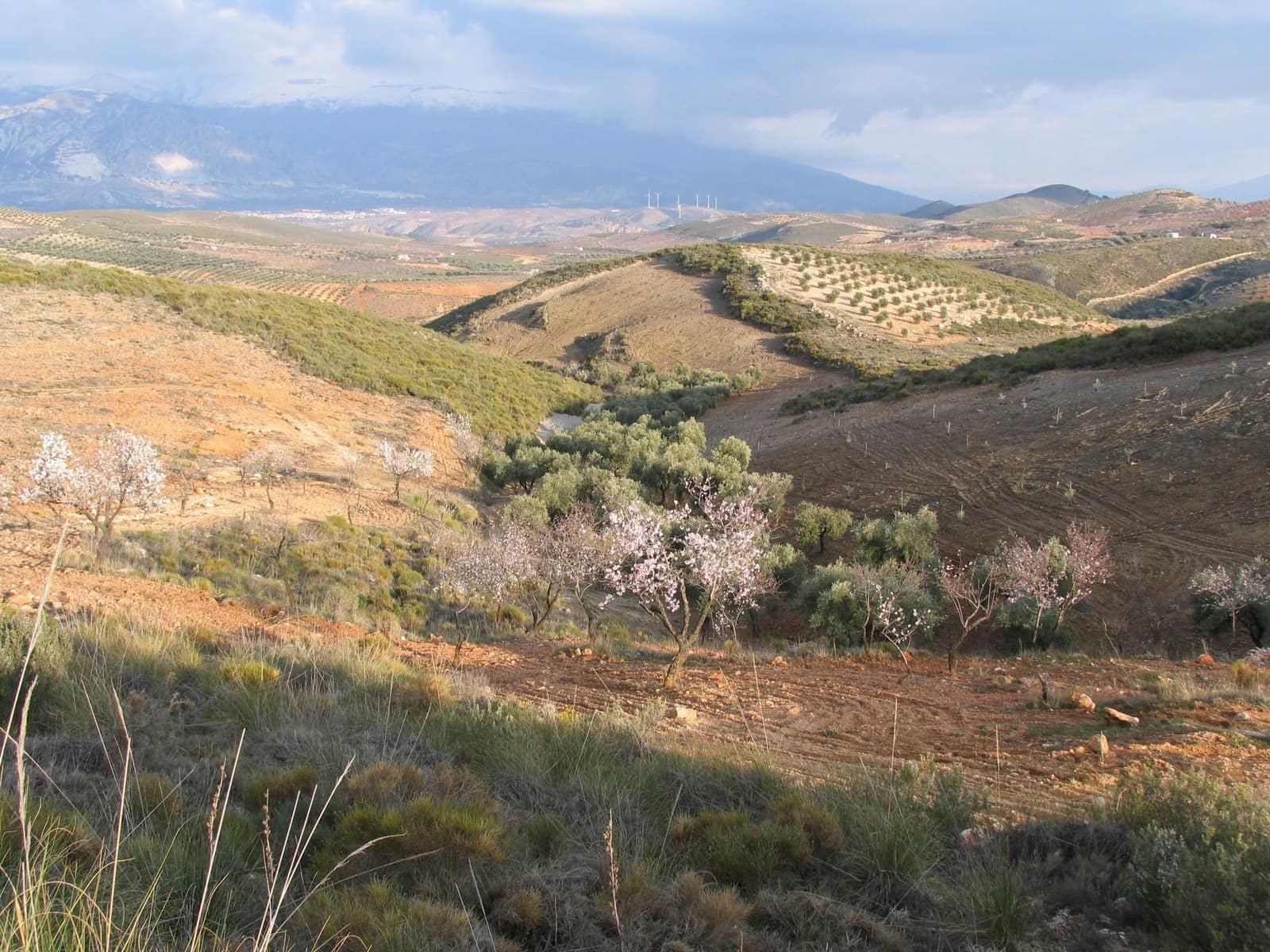 Rakentamaton maa myytävänä paikassa Albunuelas - 105 000 € (Ref: 8943889)