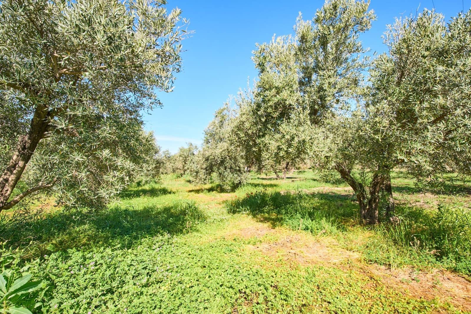 3 bedroom Finca/Country House for sale in Orgiva - € 260,000 (Ref: 9786985)