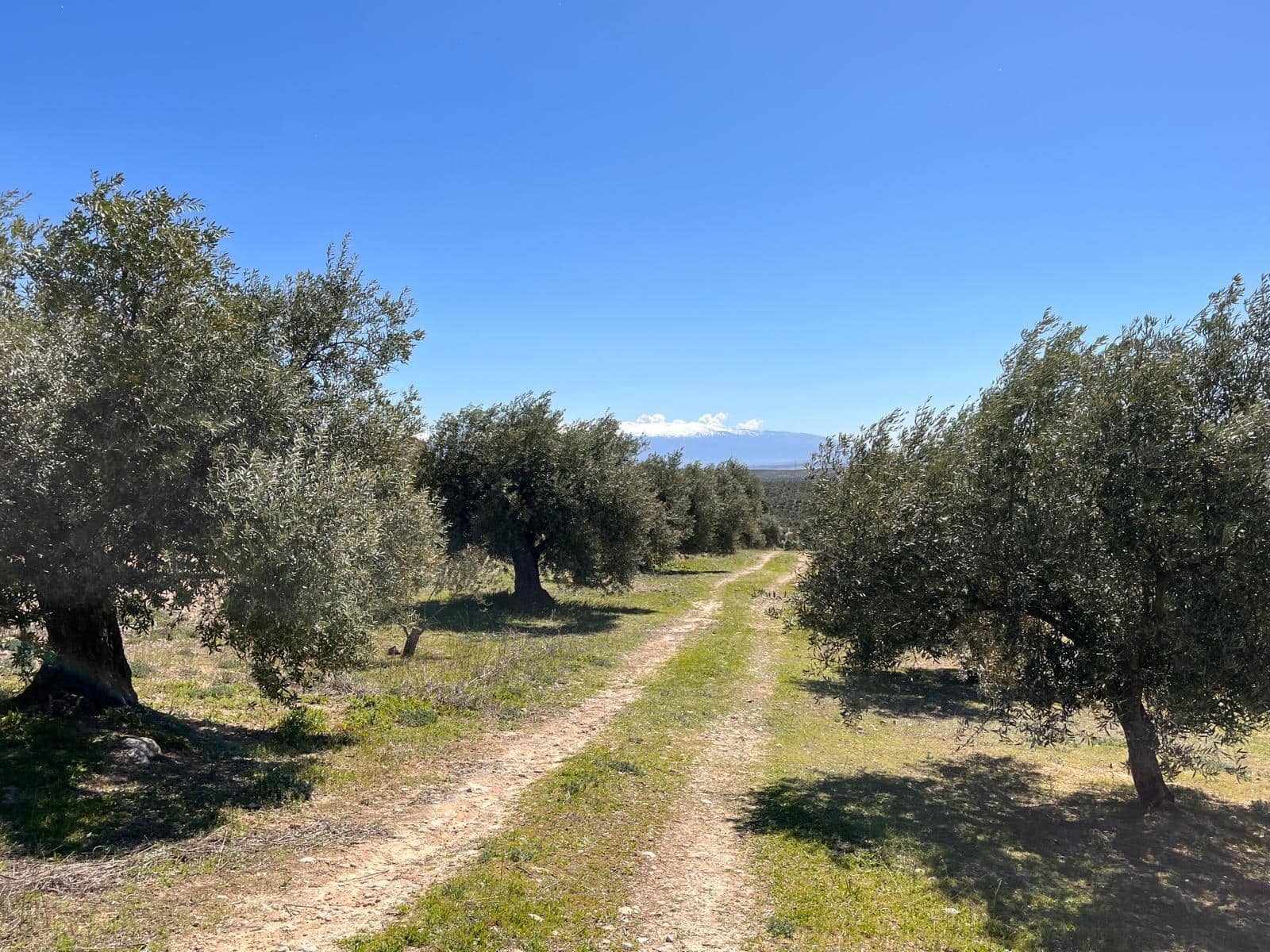 Undeveloped Land for sale in Alomartes - € 50,000 (Ref: 9804541)