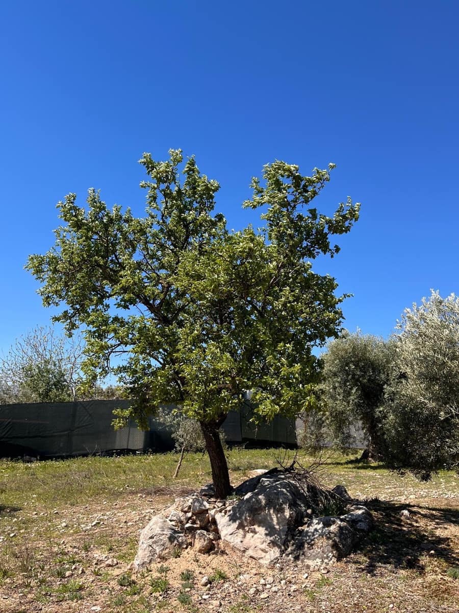 Undeveloped Land for sale in Alomartes - € 50,000 (Ref: 9804541)