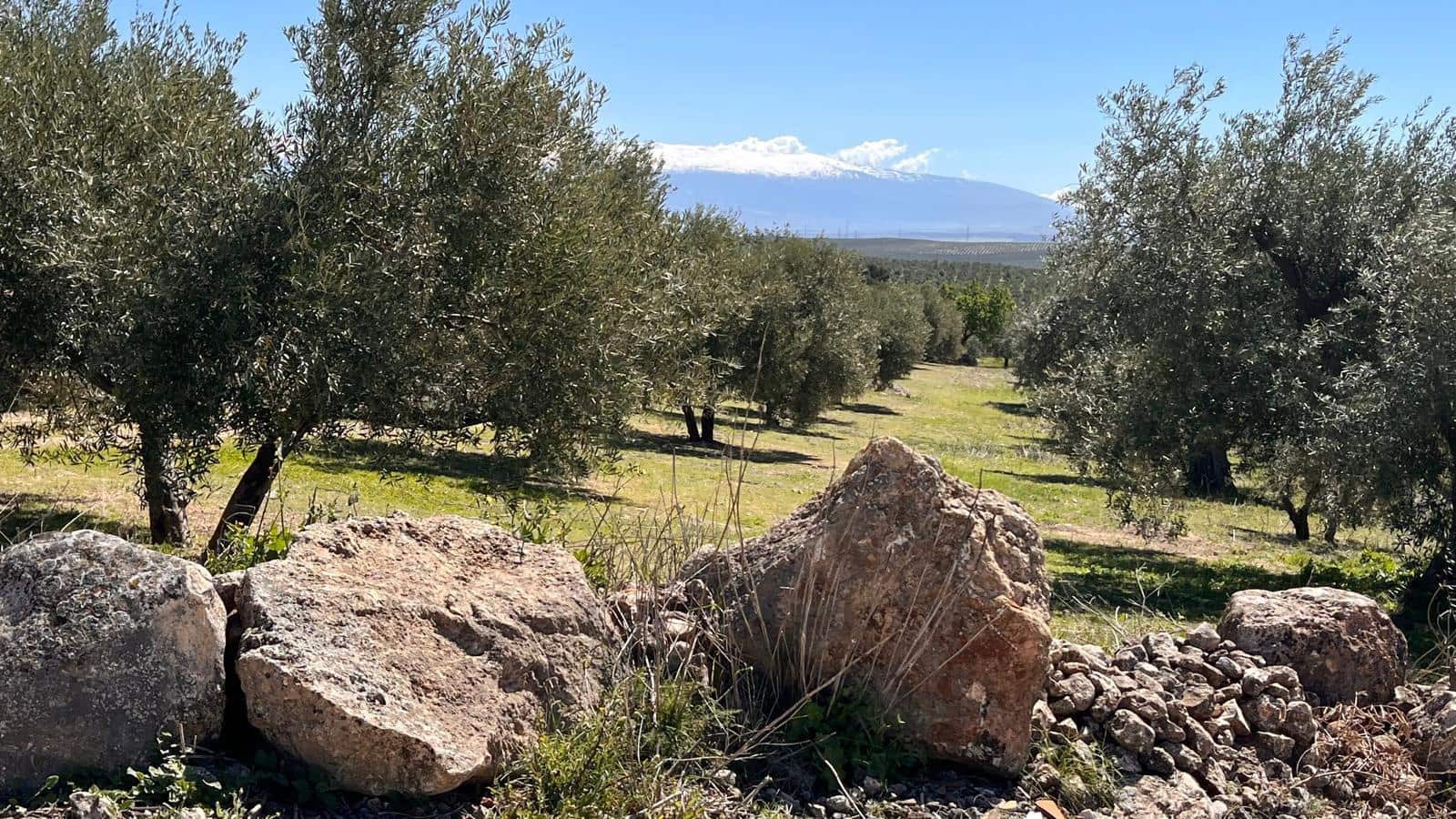 Undeveloped Land for sale in Alomartes - € 50,000 (Ref: 9804541)