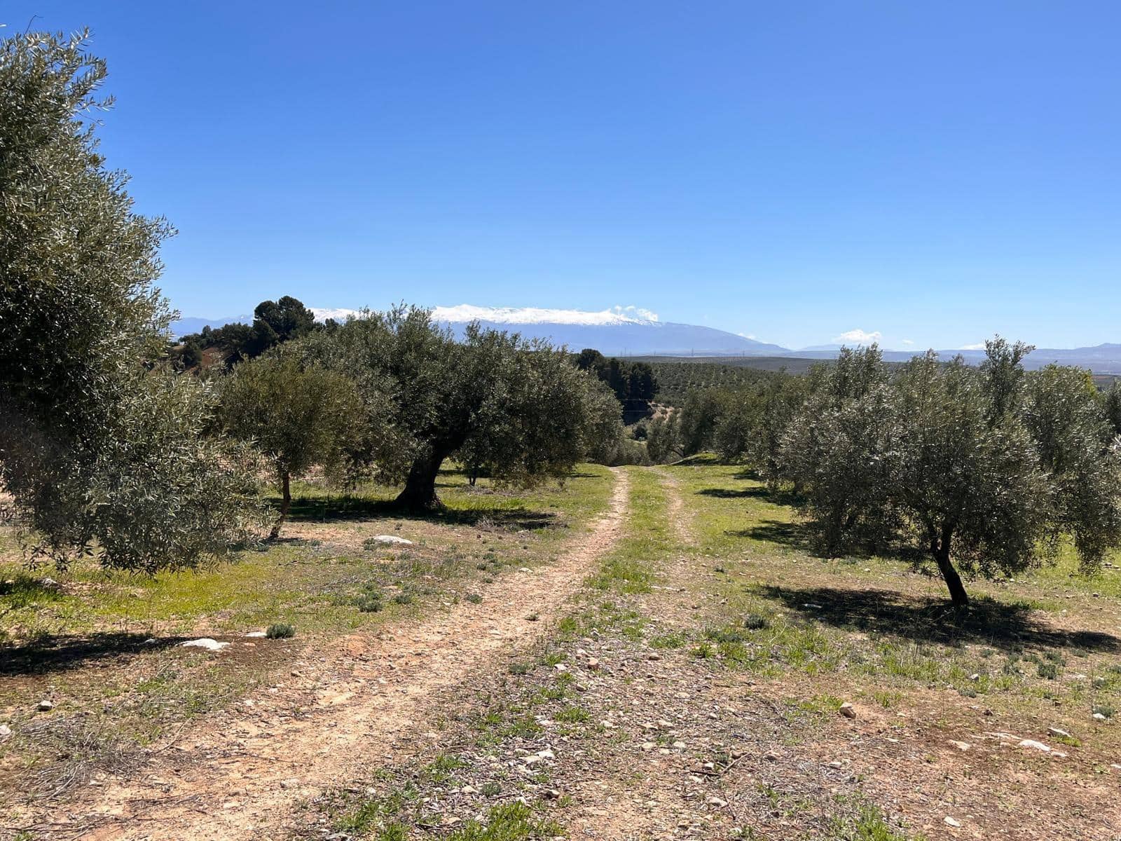 Undeveloped Land for sale in Alomartes - € 50,000 (Ref: 9804541)