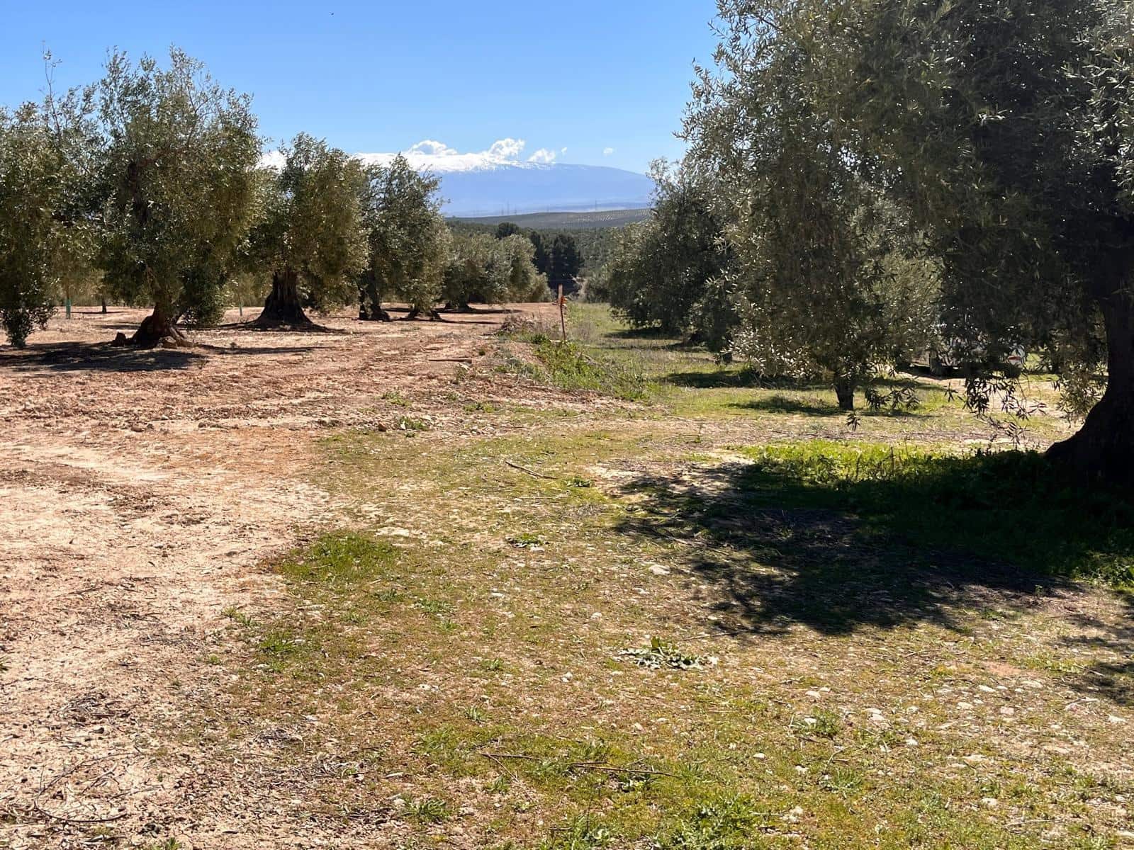 Undeveloped Land for sale in Alomartes - € 50,000 (Ref: 9804541)