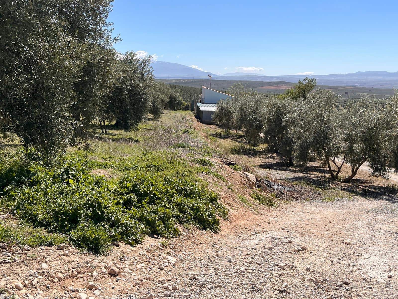 Undeveloped Land for sale in Alomartes - € 50,000 (Ref: 9804541)