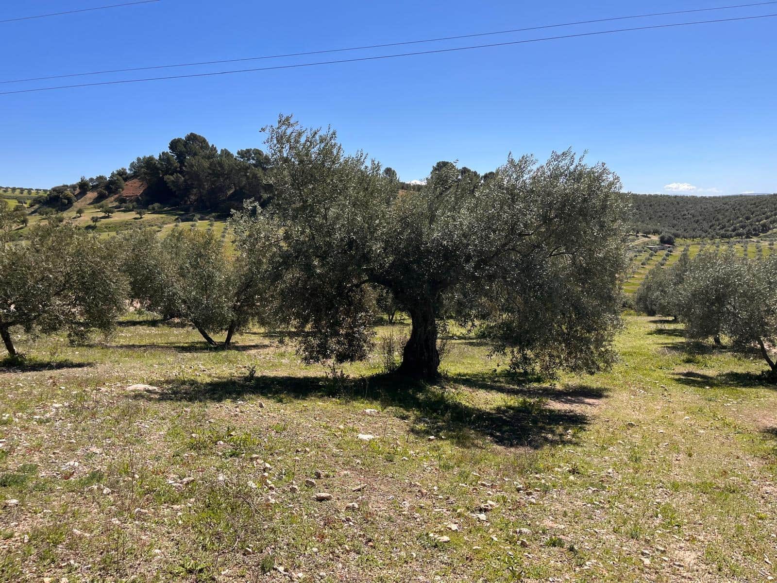 Undeveloped Land for sale in Alomartes - € 50,000 (Ref: 9804541)