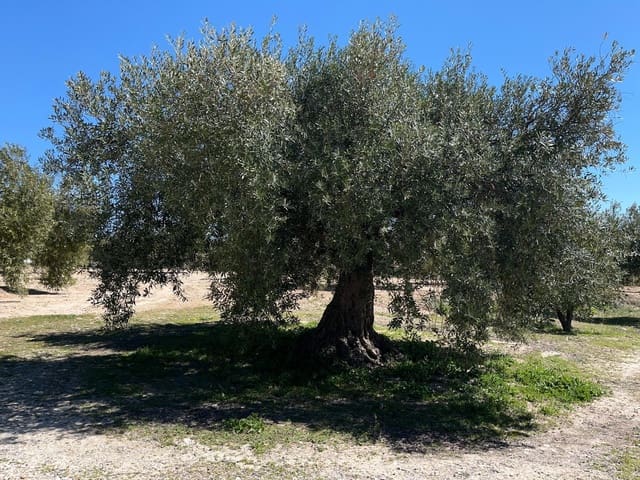 Undeveloped Land for sale in Alomartes, Illora - € 50,000 (Ref: 9804541)