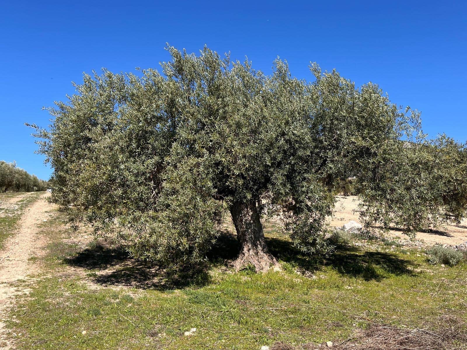 Undeveloped Land for sale in Alomartes - € 50,000 (Ref: 9804541)