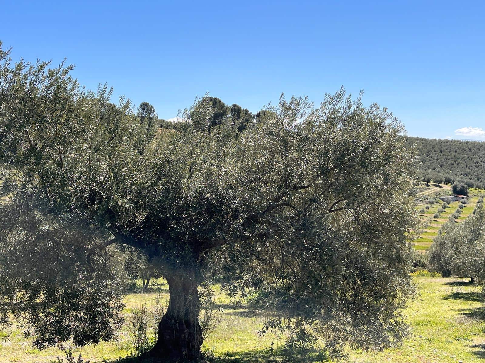 Undeveloped Land for sale in Alomartes - € 50,000 (Ref: 9804541)