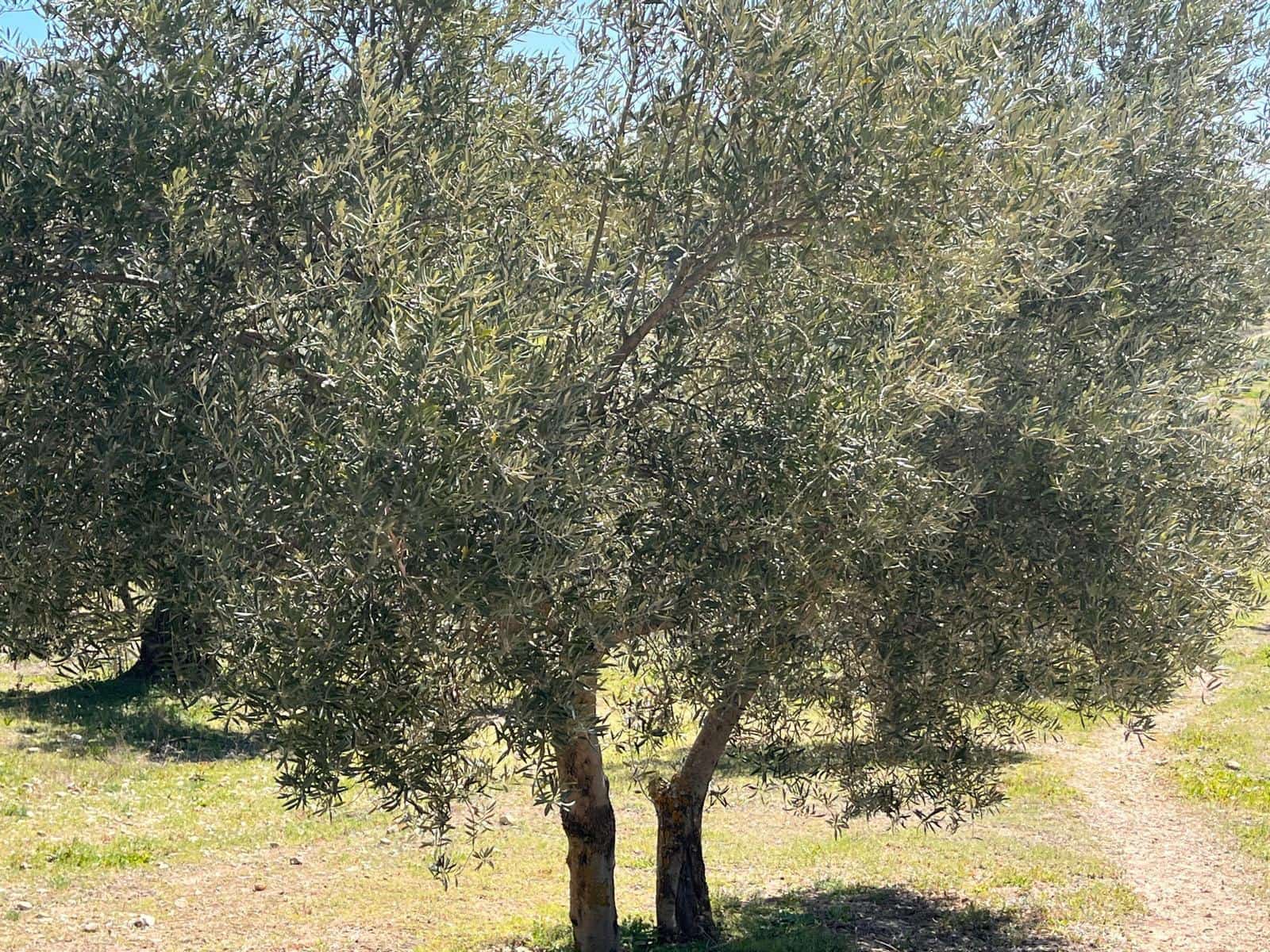 Undeveloped Land for sale in Alomartes - € 50,000 (Ref: 9804541)