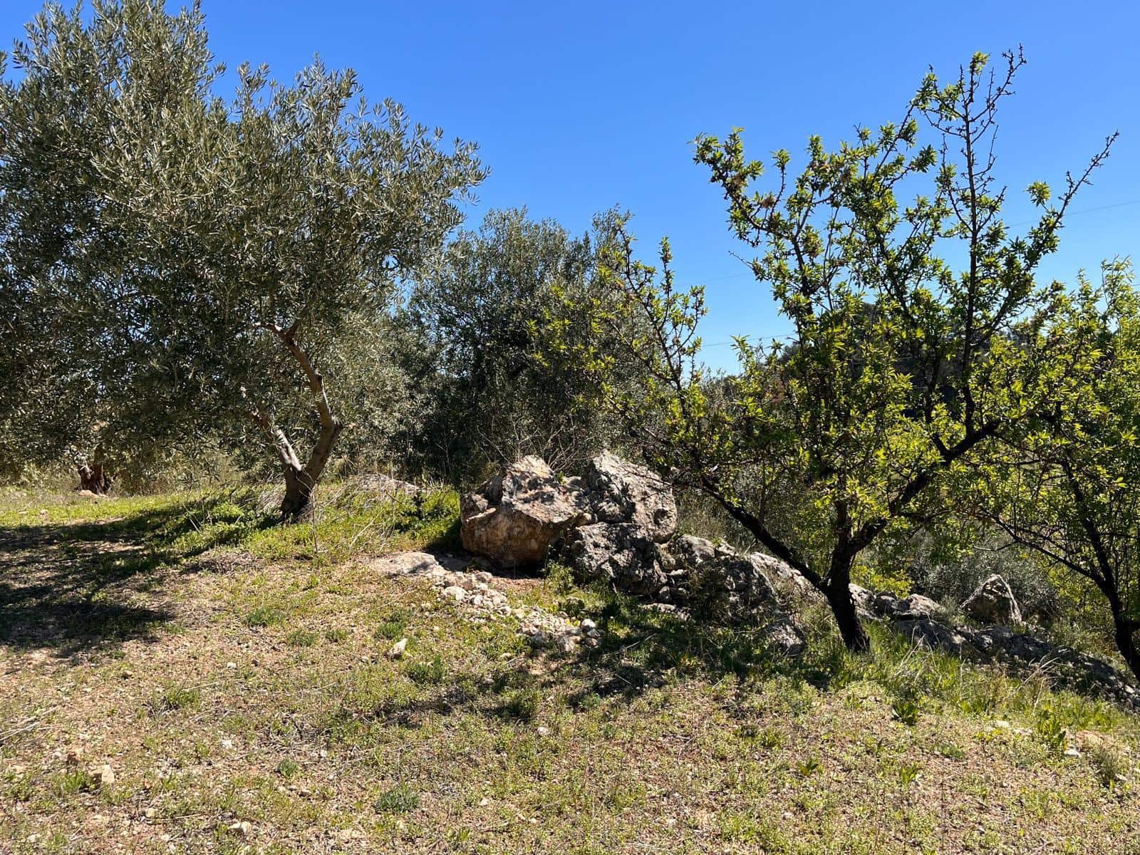 Undeveloped Land for sale in Alomartes - € 50,000 (Ref: 9804541)