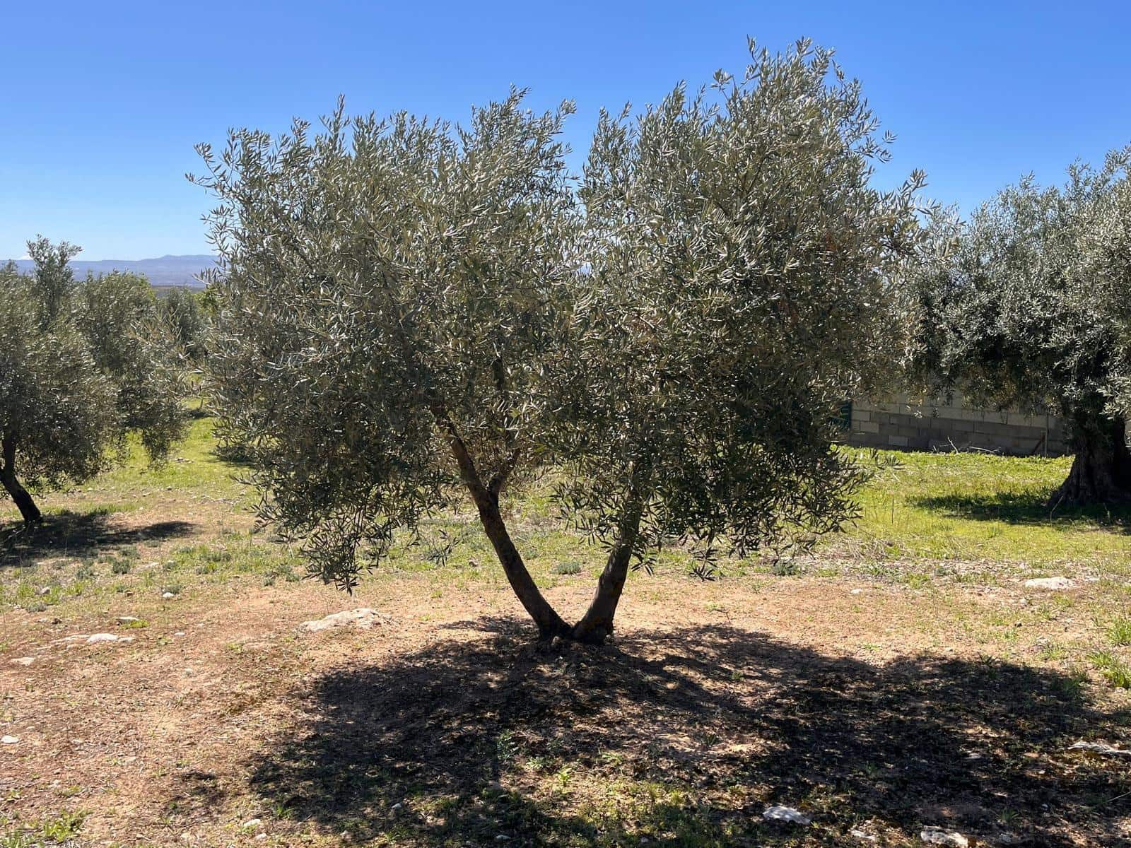 Undeveloped Land for sale in Alomartes - € 50,000 (Ref: 9804541)