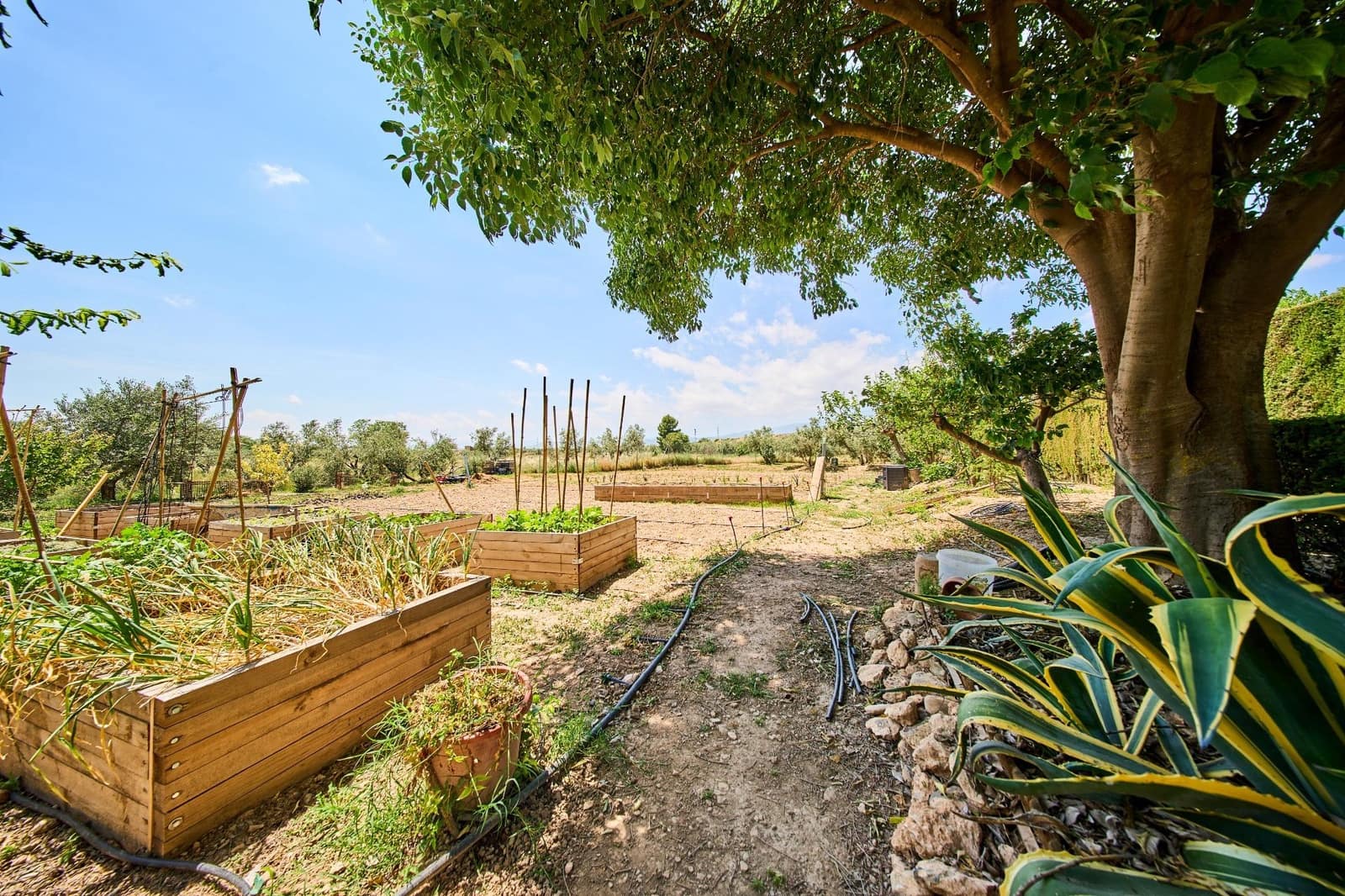 12 slaapkamer Finca/Landhuis te koop in Baza met garage - € 599.000 (Ref: 9916048)