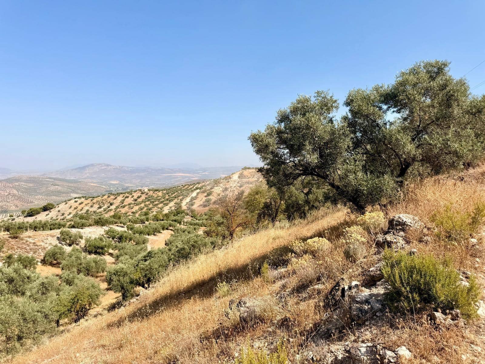 Undeveloped Land for sale in Salar - € 70,000 (Ref: 9945918)