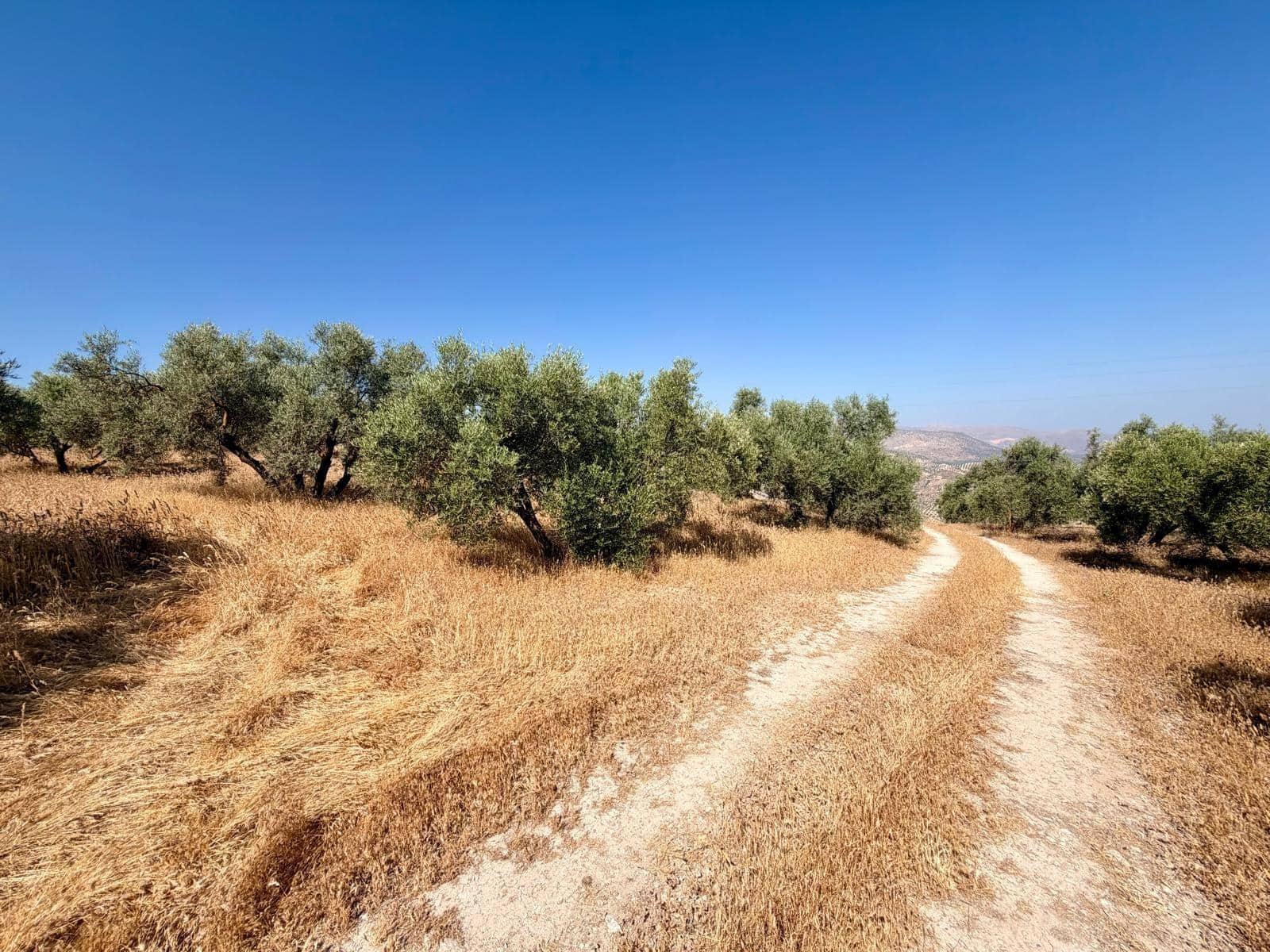 Undeveloped Land for sale in Salar - € 70,000 (Ref: 9945918)