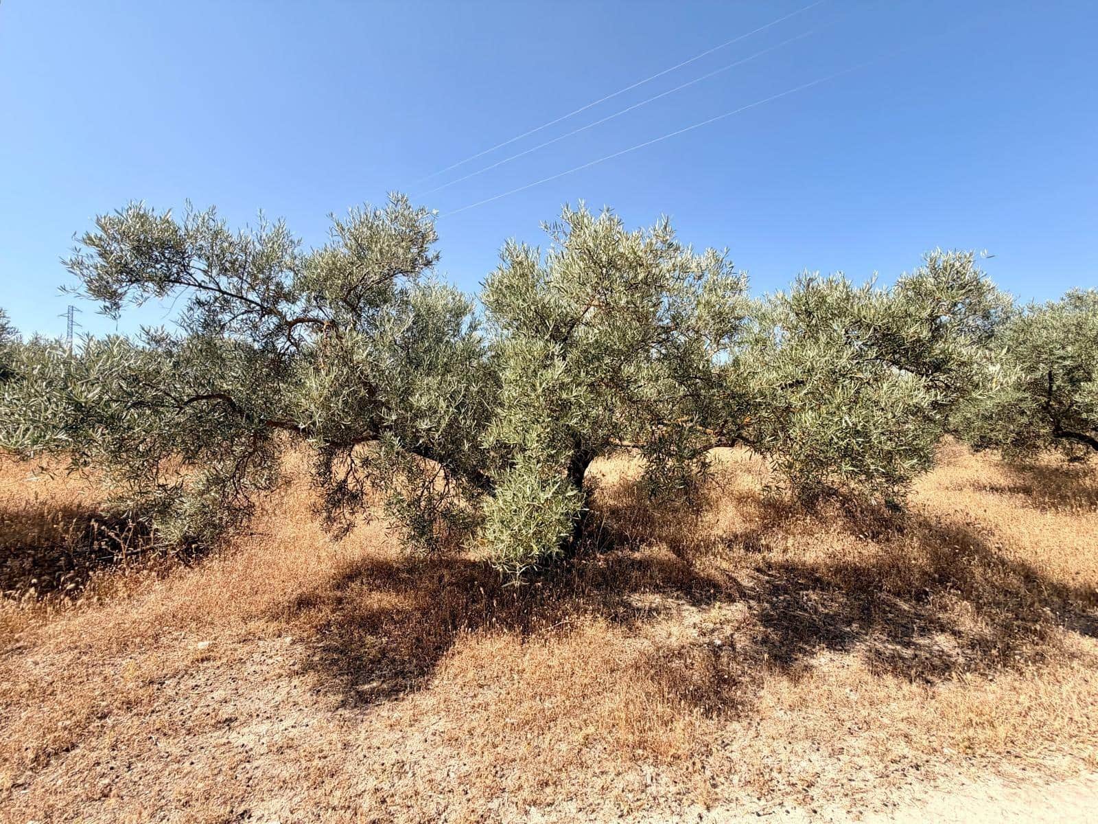 Undeveloped Land for sale in Salar - € 70,000 (Ref: 9945918)
