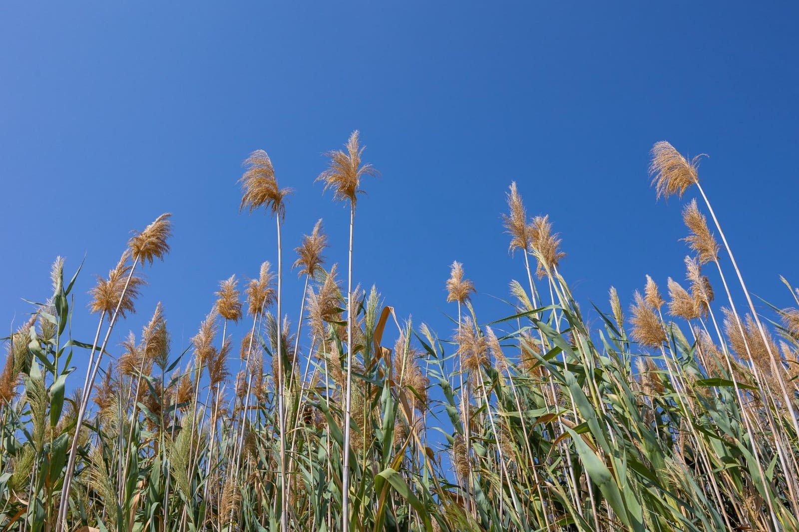 3 soveværelse Rækkehus til salg i Paraje Natural - € 169.900 (Ref: 9282364)