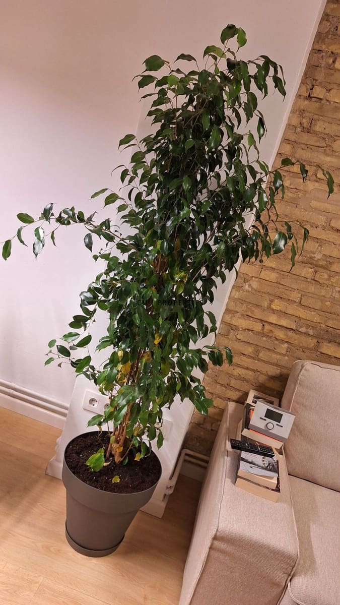 1 Zimmer Wohnung zu vermieten in Valencia Stadt - 1.450 € (Ref: 9830016)