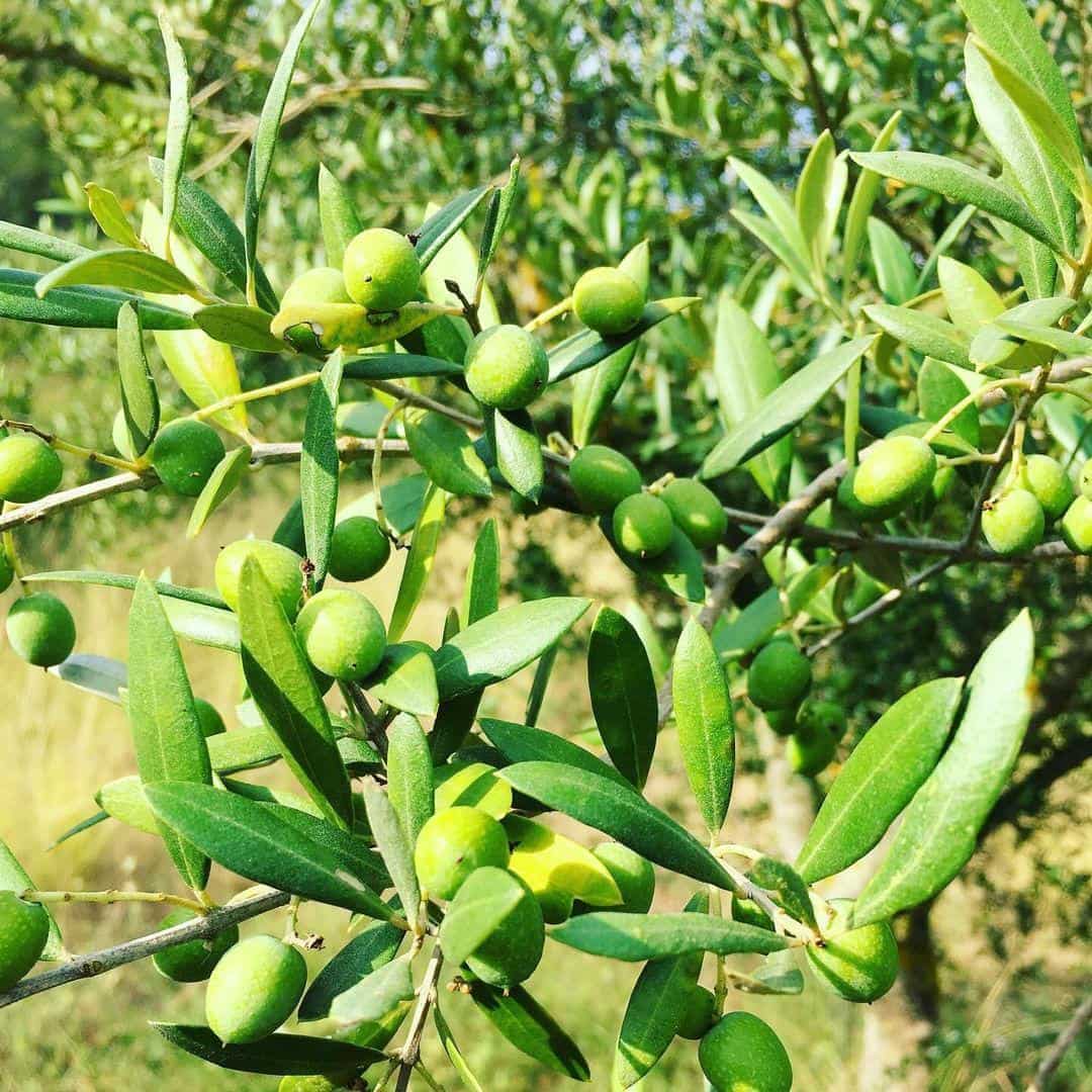 Undeveloped Land for sale in Salomo - € 85,000 (Ref: 8339103)