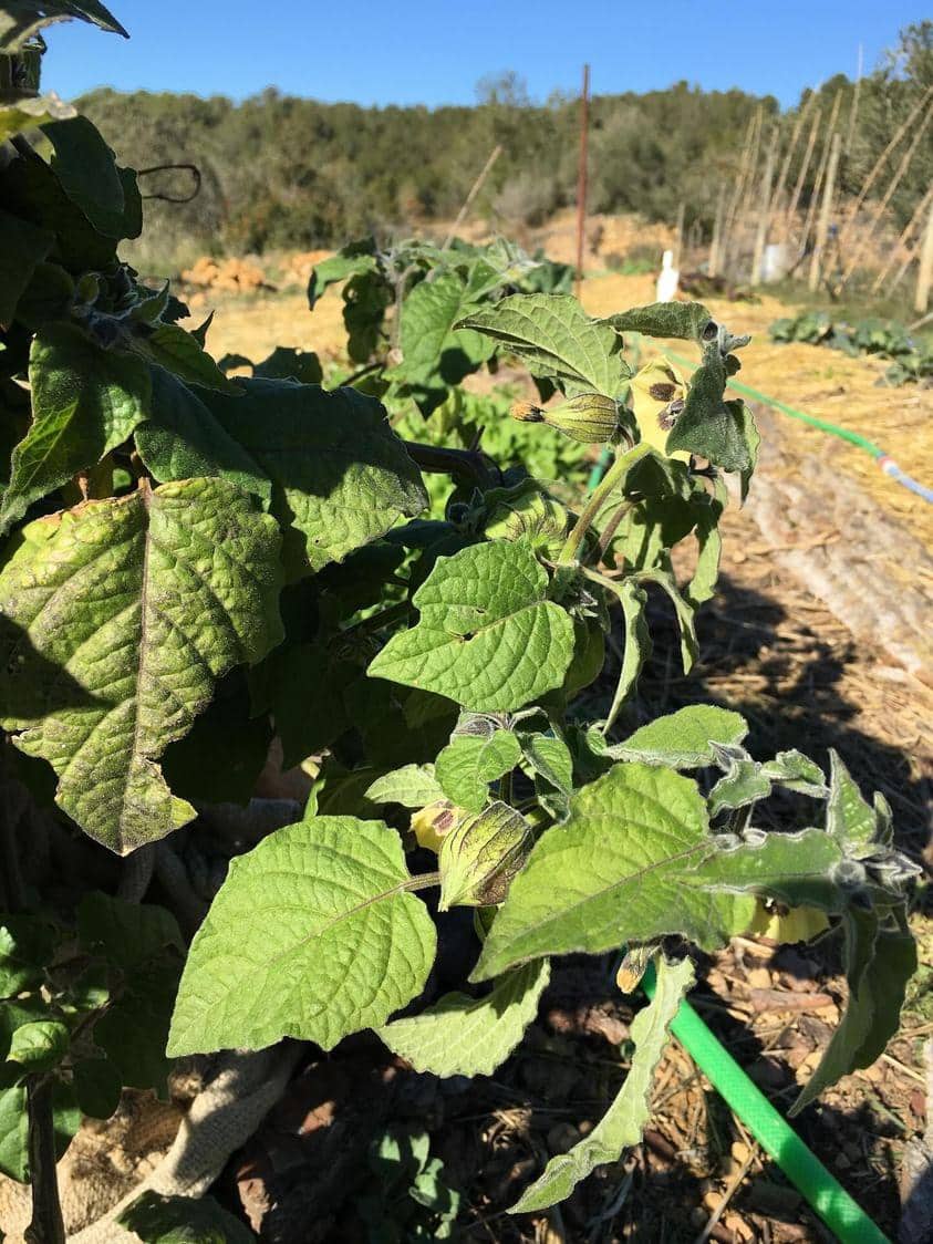 Undeveloped Land for sale in Salomo - € 85,000 (Ref: 8339103)