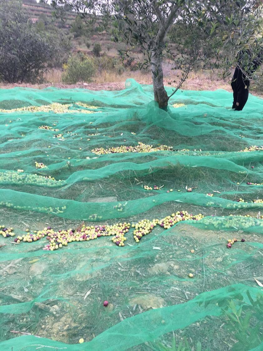 Undeveloped Land for sale in Salomo - € 85,000 (Ref: 8339103)