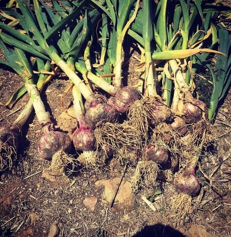 Undeveloped Land for sale in Salomó - € 85,000 (Ref: 8339103)