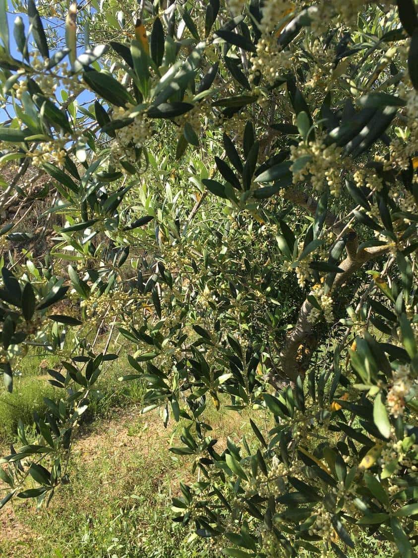 Undeveloped Land for sale in Salomo - € 85,000 (Ref: 8339103)