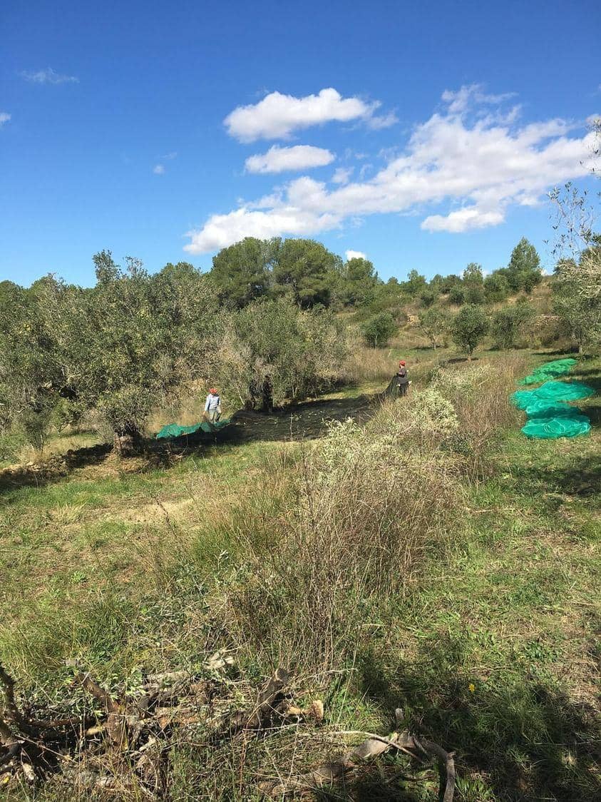 Undeveloped Land for sale in Salomo - € 85,000 (Ref: 8339103)