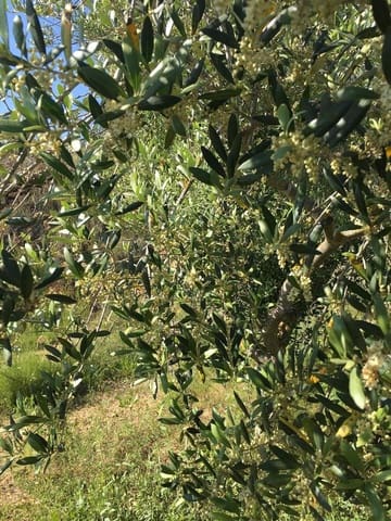 Undeveloped Land for sale in Salomó - € 85,000 (Ref: 8339103)