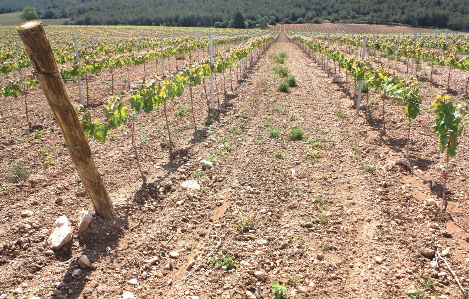 8 bedroom Finca/Country House for sale in Vila-rodona - € 4,600,000 (Ref: 8929717)