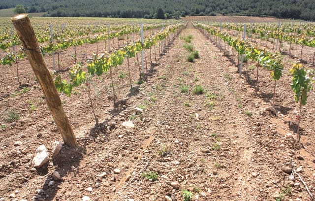 8 bedroom Finca/Country House for sale in Vila-rodona - € 4,600,000 (Ref: 8929717)