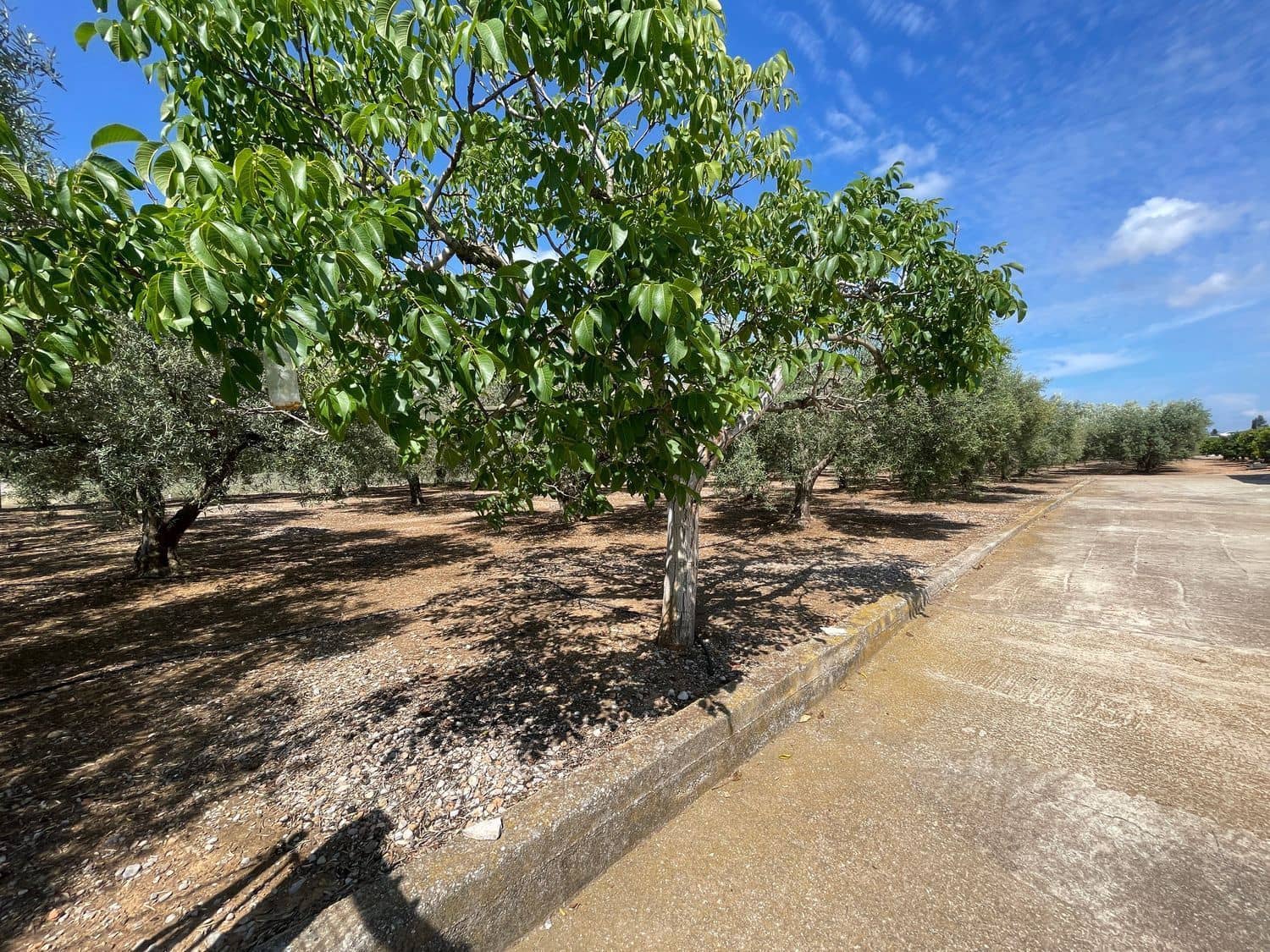 3 bedroom Villa for sale in Benicarlo with pool - € 280,000 (Ref: 8585287)