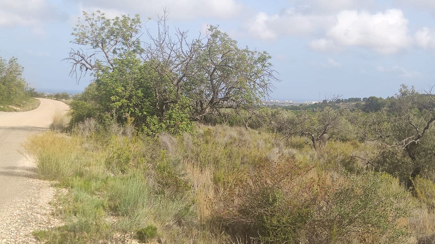 Undeveloped Land for sale in Benicarlo - € 15,000 (Ref: 8585291)
