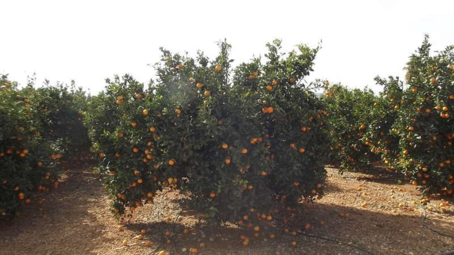 3 bedroom Villa for sale in Peniscola - € 250,000 (Ref: 8585311)