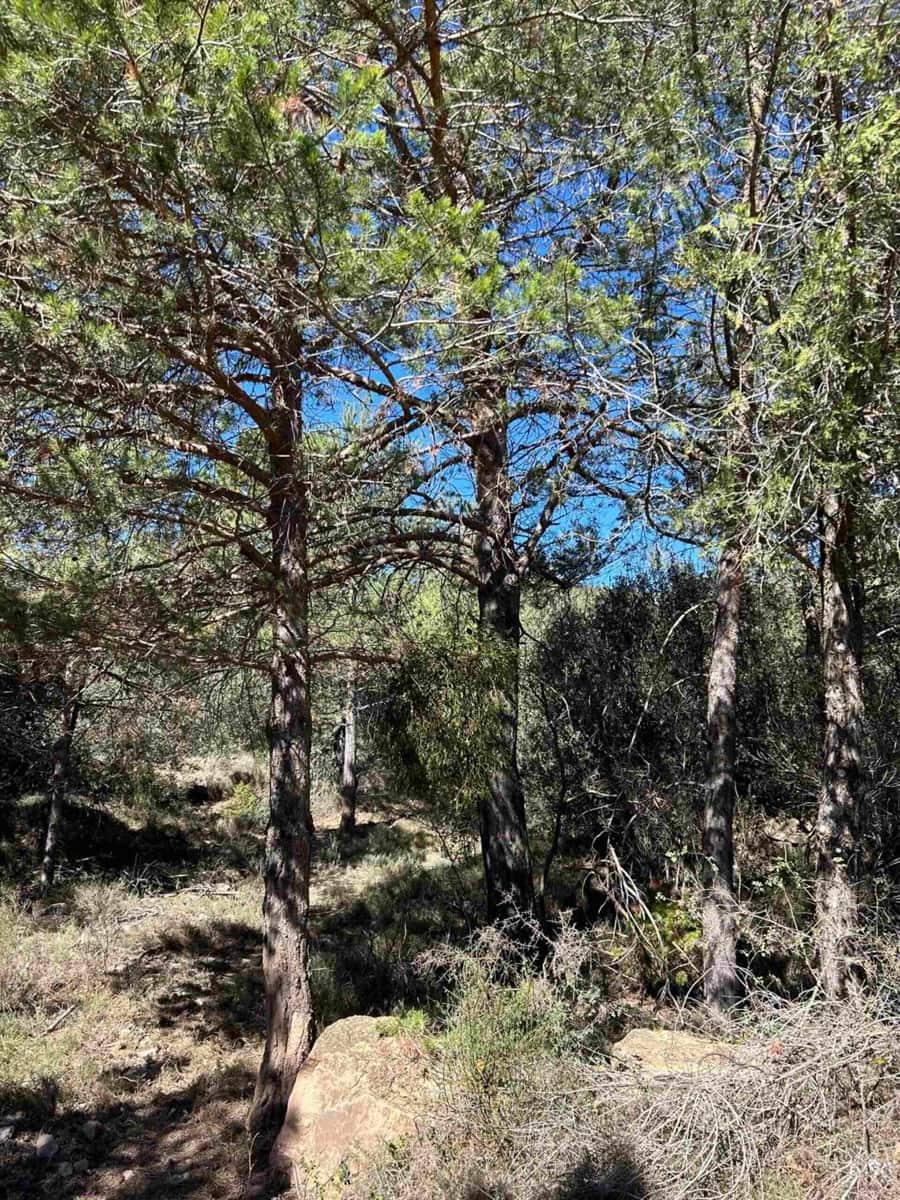 Finca/Landehus til salg i El Toro - € 416.000 (Ref: 9239269)